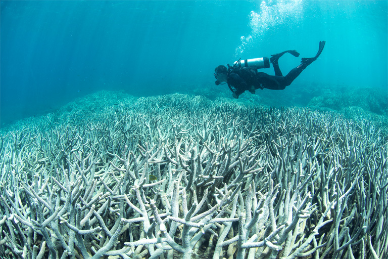 Döbbenetes pusztulás a Nagy-korallzátonynál