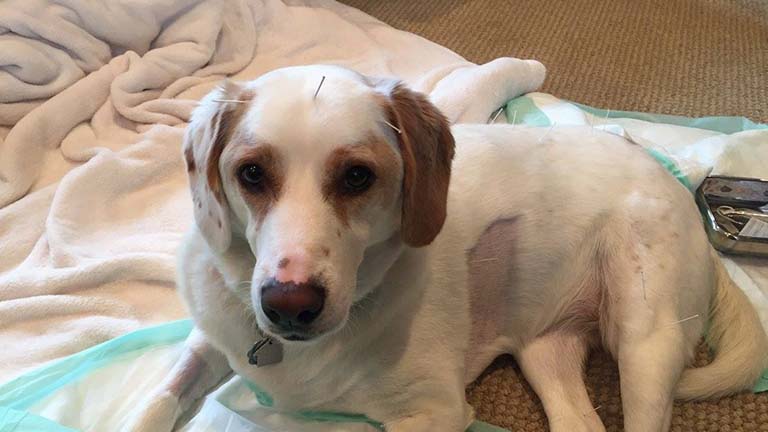 Megható: akupunktúrával gyógyult meg a lebénult kutyus