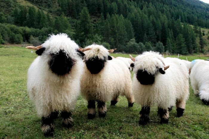 Nem tudja eldönteni a net, hogy cukik vagy ijesztőek ezek a bárányok