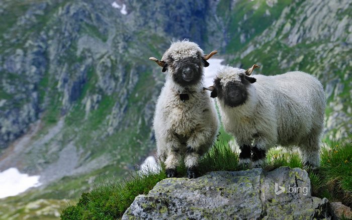 Nem tudja eldönteni a net, hogy cukik vagy ijesztőek ezek a bárányok