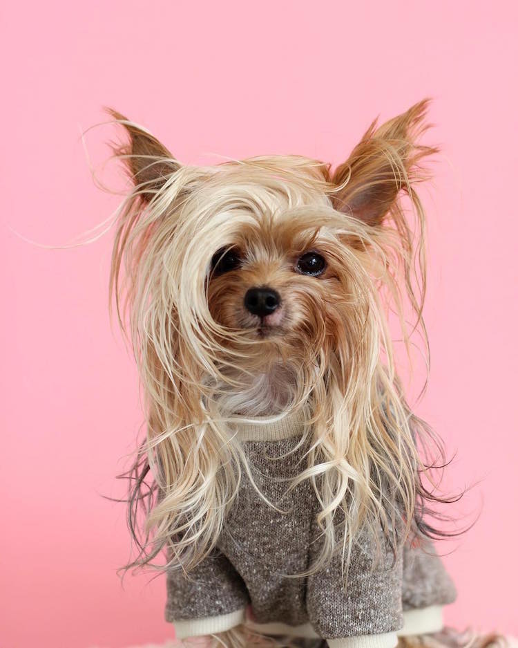 Ez a kutyus a világ legcukibb frizuramodellje - fotók