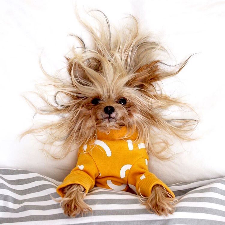 Ez a kutyus a világ legcukibb frizuramodellje - fotók
