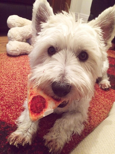 Ünnepeld a pénteket pizzaimádó kutyákkal - vicces fotók