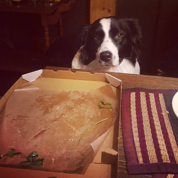 Ünnepeld a pénteket pizzaimádó kutyákkal - vicces fotók