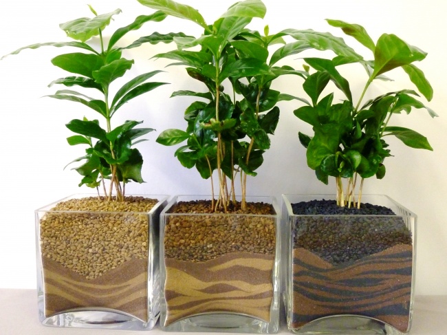 10 szobanövény, ami tökéletes mikroklímát teremt a lakásban