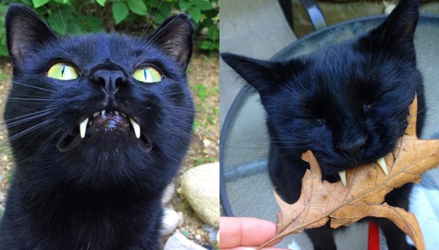 Ez a vámpírfogú macska nyerte a Halloweent - képek