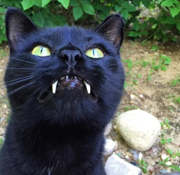 Ez a vámpírfogú macska nyerte a Halloweent - képek