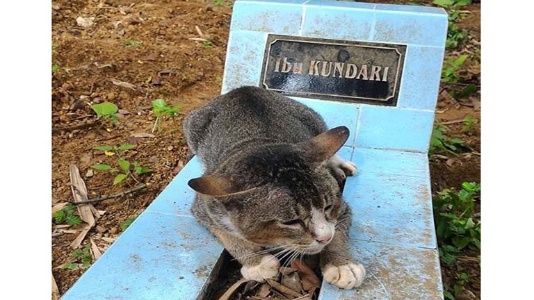 Egy éve nem hagyta el gazdája sírját az összetört szívű cica