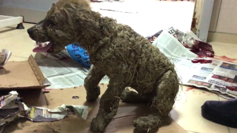 Jószívű állatmentőknek köszönheti az életét a ragasztóban megforgatott kiskutya 