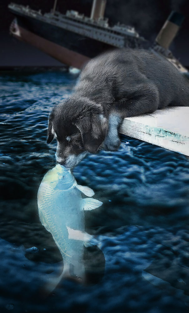 Őrületes Photoshop-parádé kerekedett a halat csókoló kutya körül