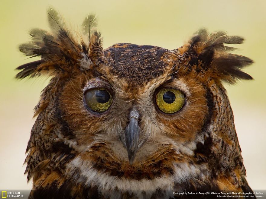 15 fantasztikus felvétel a NatGeo fotópályázatának döntős képeiből