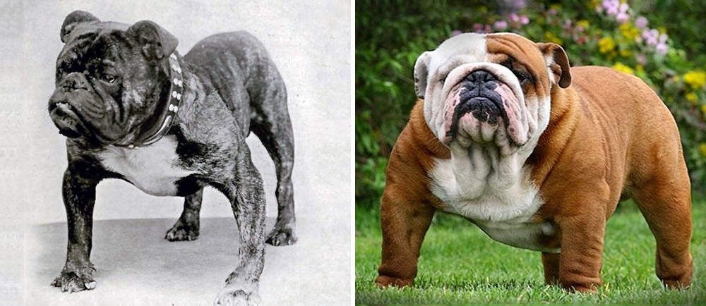 Ennyit változtak a kutyafajták 100 év alatt