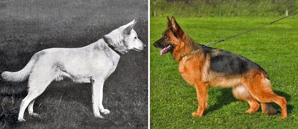 Ennyit változtak a kutyafajták 100 év alatt