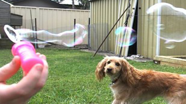 Ezek a kutyák imádják a buborékokat, mi meg őket!