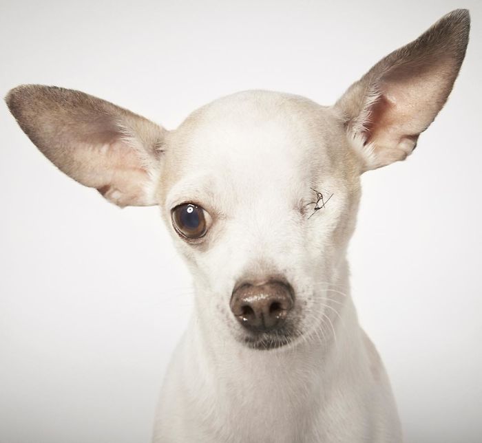 Divatfotós segít új otthonra lelni az elhagyott kutyáknak