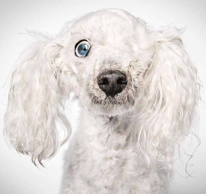 Divatfotós segít új otthonra lelni az elhagyott kutyáknak