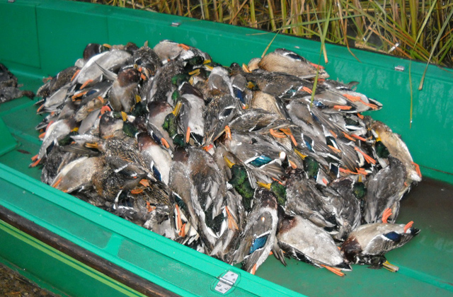Tömegesen mészárolták a kacsákat az orvvadászok Tisza-tónál