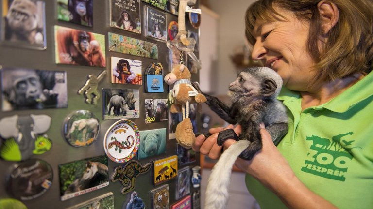 Elárvult a Veszprémi Állatkert egyik legcukibb lakója - fotók