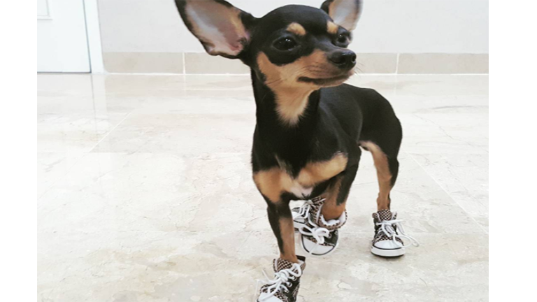 Apró kutyák még apróbb cipőkben - tüneményes fotók