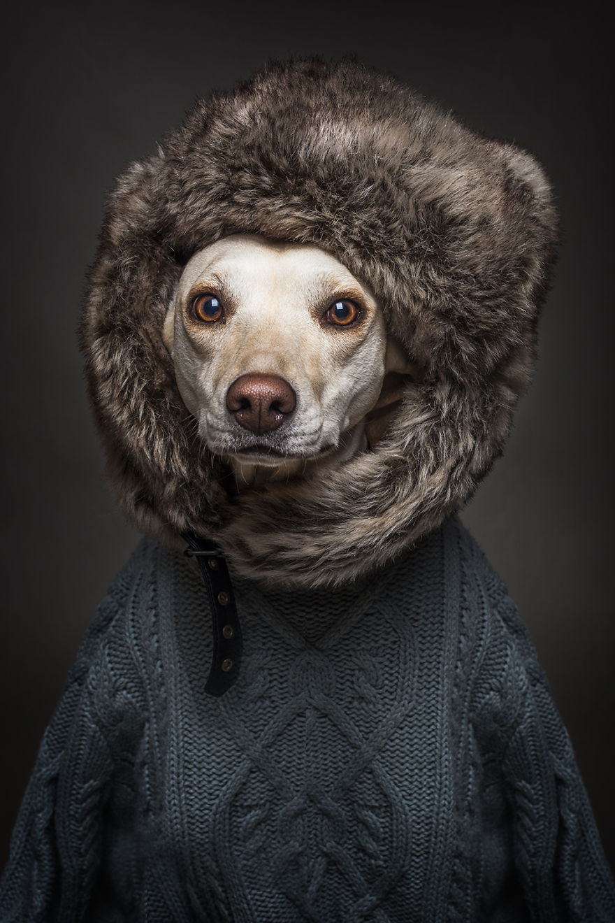 Őrült mókás fotók: kutyák emberbőrben