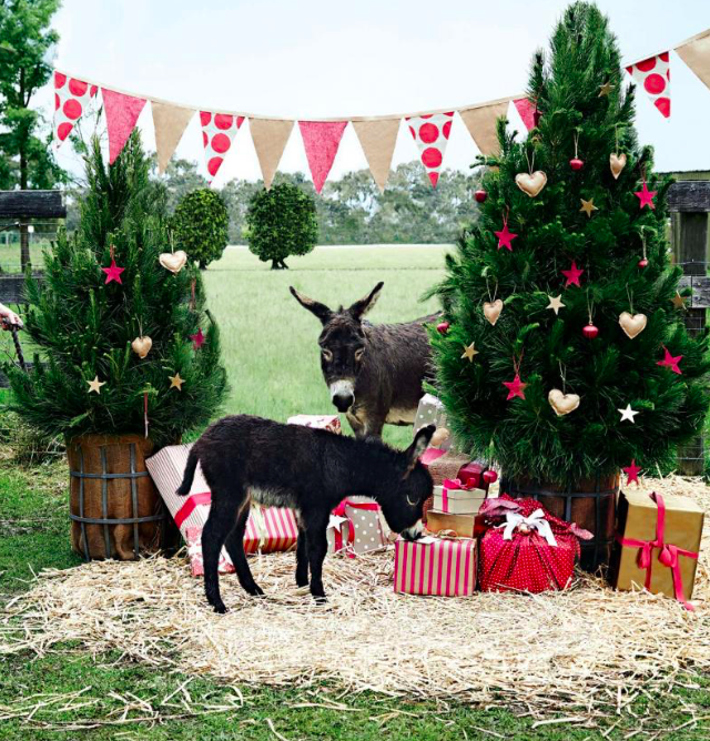 Ilyen a karácsonyi készülődés egy miniszamár farmon - tündéri fotók