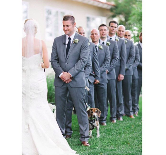10 kutya, aki az esküvő sztárja volt - cuki fotók