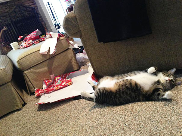 Így fogja elpusztítani a macskád a karácsonyt - vicces fotók