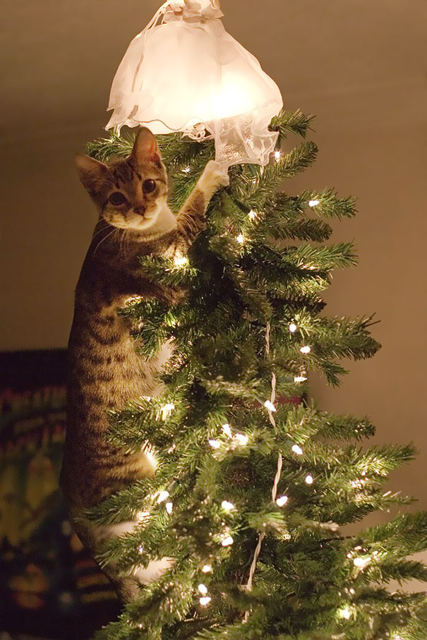 Így fogja elpusztítani a macskád a karácsonyt - vicces fotók