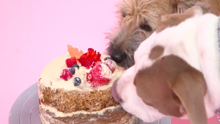 Ezt a tortát süsd meg, ha szülinapja van a kutyusodnak!