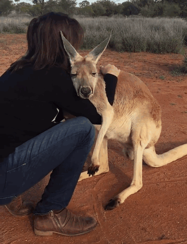 Minden nap öleléssel ad hálát a mentett kenguru