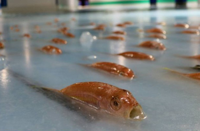 Ötezer élő halat fagyasztottak bele egy korcsolyapályába