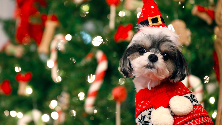 Tudjuk, hogy karácsony, de légyszi ne adj alkoholt a kutyádnak...