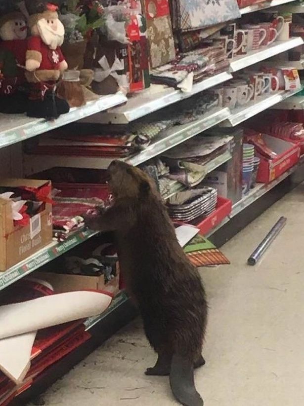 Karácsonyi bevásárlásra indult a hód - káosz lett a vége