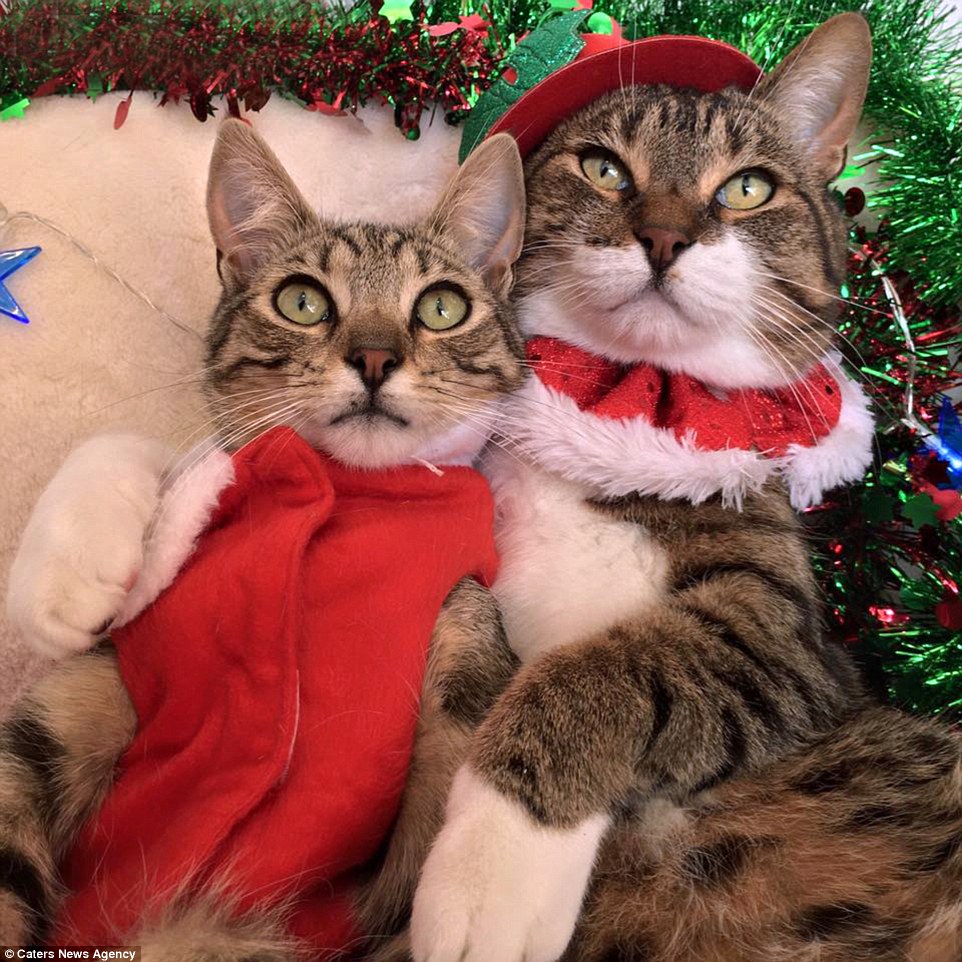 10 macska, aki már nagyon izgatott a karácsony miatt
