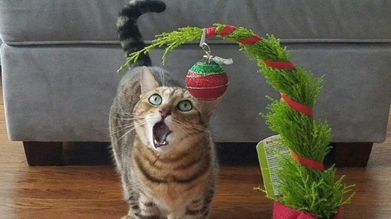10 macska, aki már nagyon izgatott a karácsony miatt