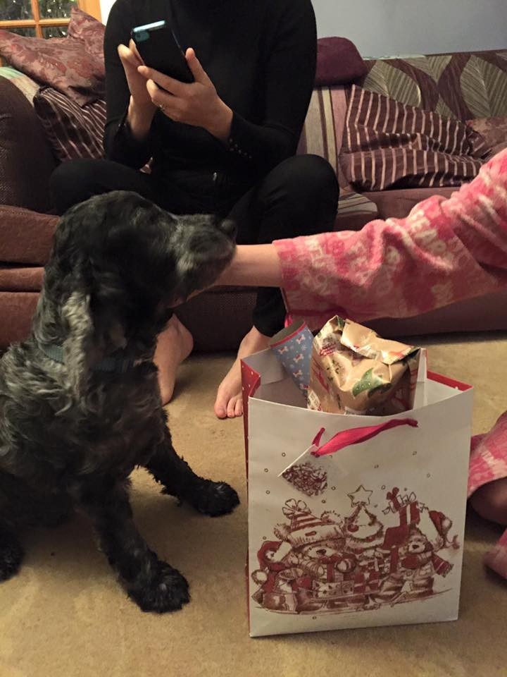 Előrehozta a család a karácsonyt, hogy beteg kutyájukkal ünnepelhessenek