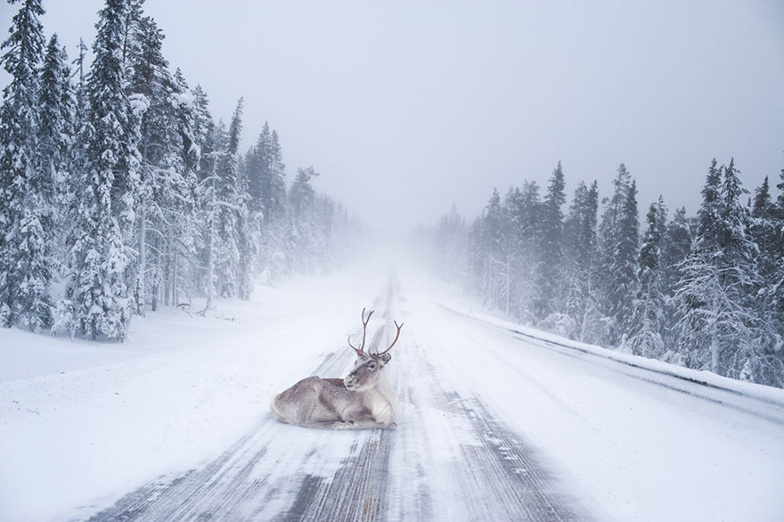 Varázslatos fotók, amik bebizonyítják, hogy Lappföldön a legszebb a tél