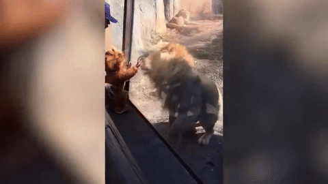 Imádja az oroszlán az oroszlánruhás kisgyereket - videó