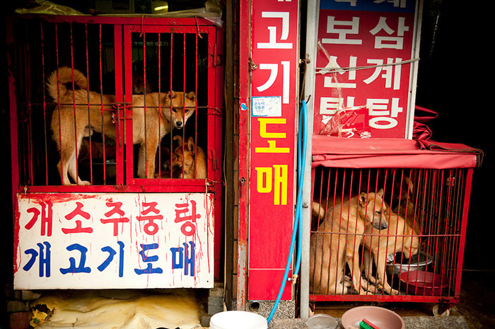 Végleg bezárják az egyik legnagyobb dél-koreai kutyahús piacot