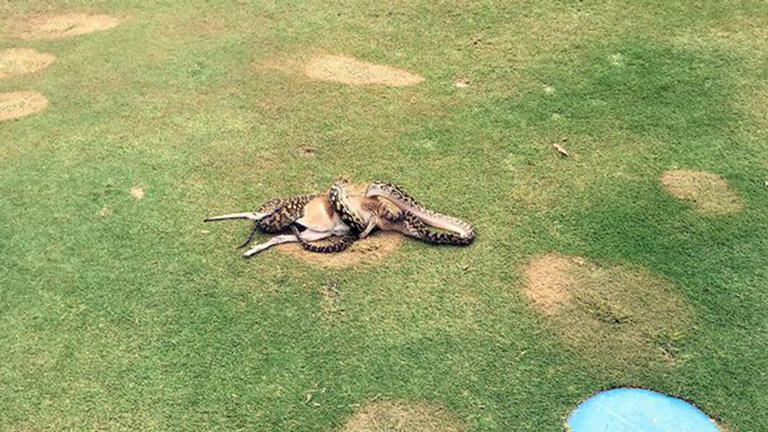 A golfozók szeme láttára falta fel a kengurut a kígyó