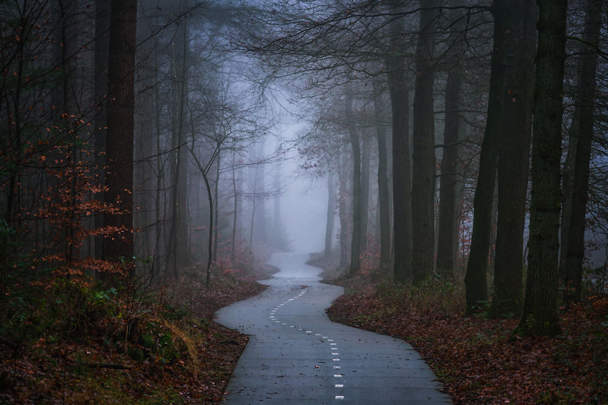 Mágikus fotók holland erdőkről