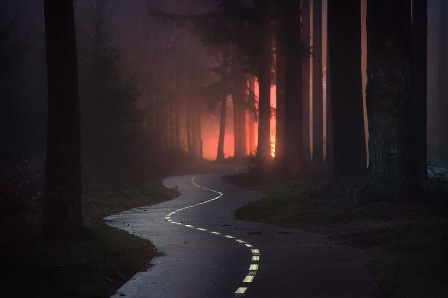 Mágikus fotók holland erdőkről