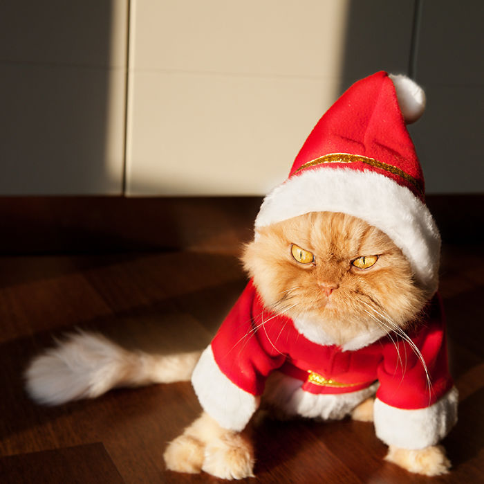 12 állat, aki mindennél jobban utálja a karácsonyt -vicces fotók