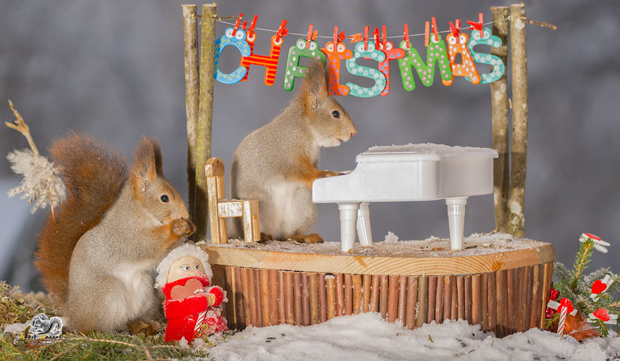 Ünnepi cukiság: mókusok karácsonyi hangulatban