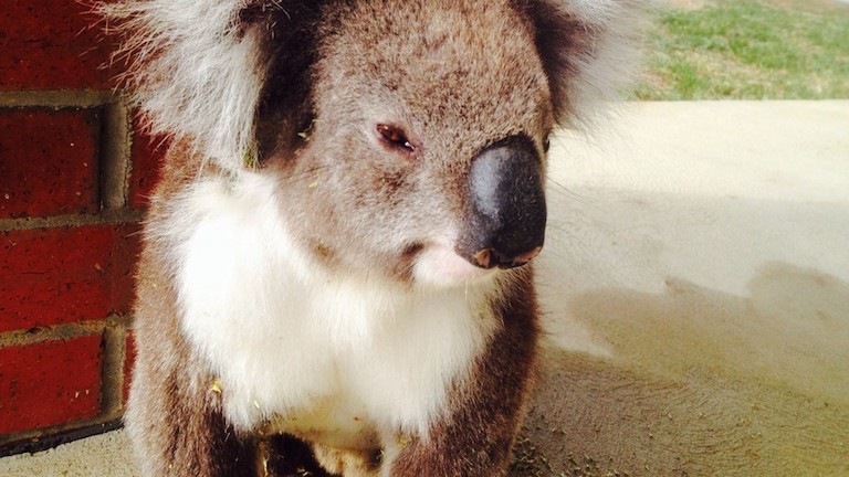 Feldobta a fésülködés a koala napját - cuki videó