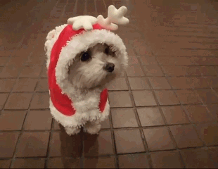 Ezek a legcukibb karácsonyi állatos gifek!