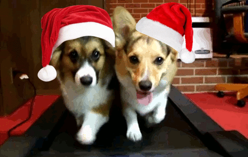 Ezek a legcukibb karácsonyi állatos gifek!