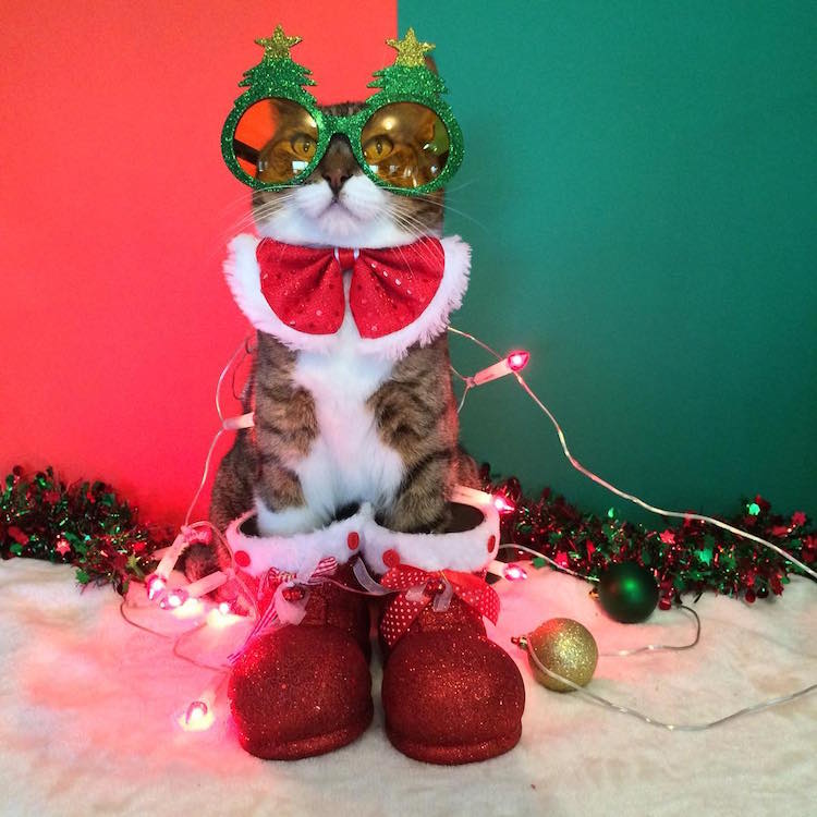 Elárasztották az Instagramot a karácsonyi macskák