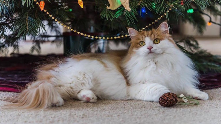 Elárasztották az Instagramot a karácsonyi macskák