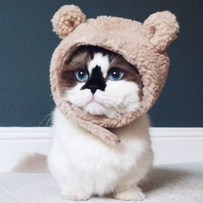 450,000 instagram követője van a cuki cicának - fotók